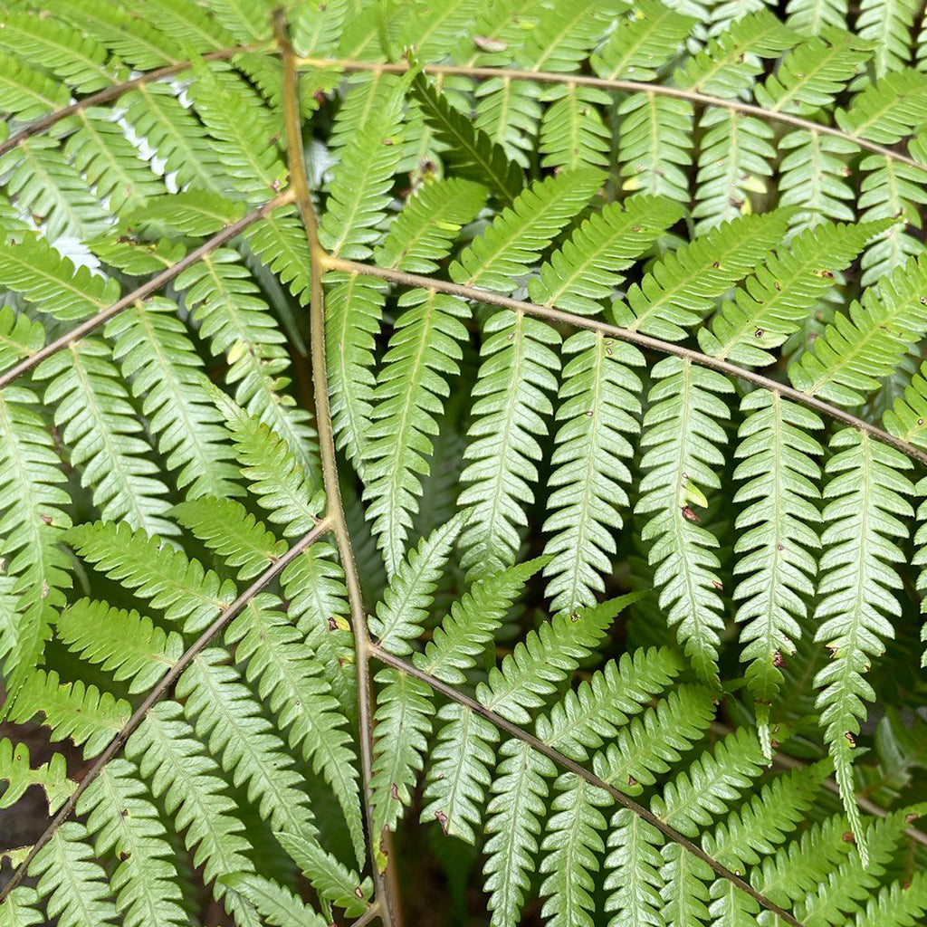 silver fern